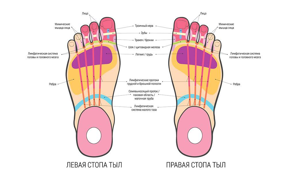 Стопа человека точки отвечающие за органы фото с надписями