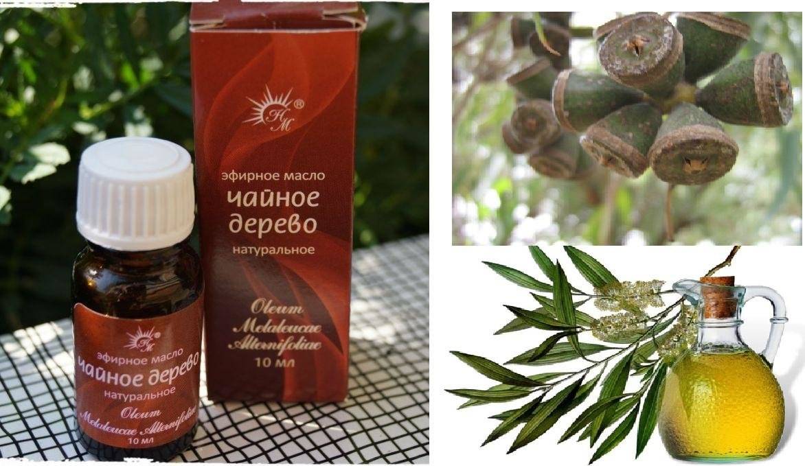 Эфирное масло чайного дерева: свойства и применение в подробностях и рецептах
