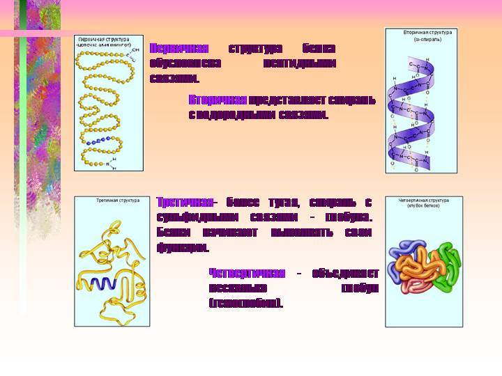 Преобразование белка. Функции белков в организме. Классификация белков биохимия. Классификация белков простые и сложные белки. Сложные белки биохимия.