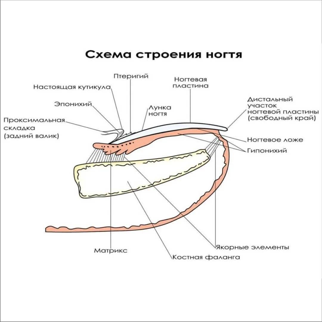 Что такое матрикс ногтя. Схема внутреннего строения ногтя. Строение ногтевой пластины схема. Строение ногтя птеригий.