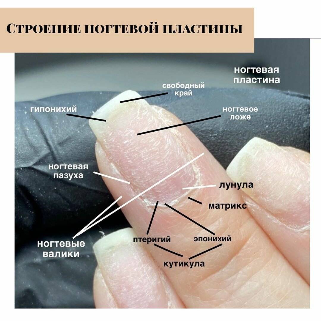 Структура ногтевой пластины