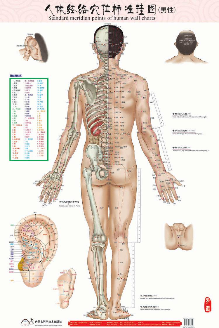 Полная схема акупунктурных точек на теле человека - proinfospine
