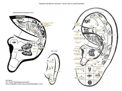 Точки на теле человека, отвечающие за органы пищеварения, зрения, дыхания, мочеполовой системы у женщин, мужчин, слуха, сердца. биологические активные точки и техника акупунктурного массажа