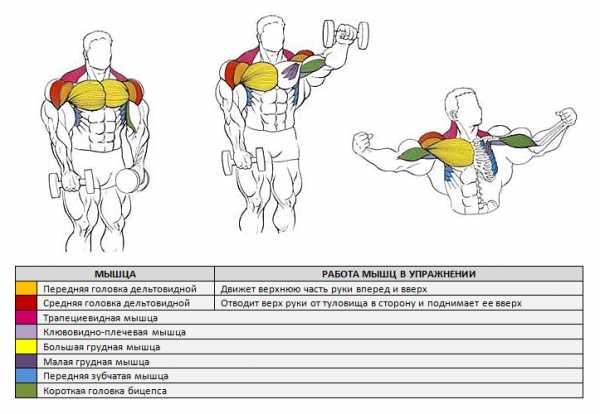 Эффективные упражнения для прокачки дельт