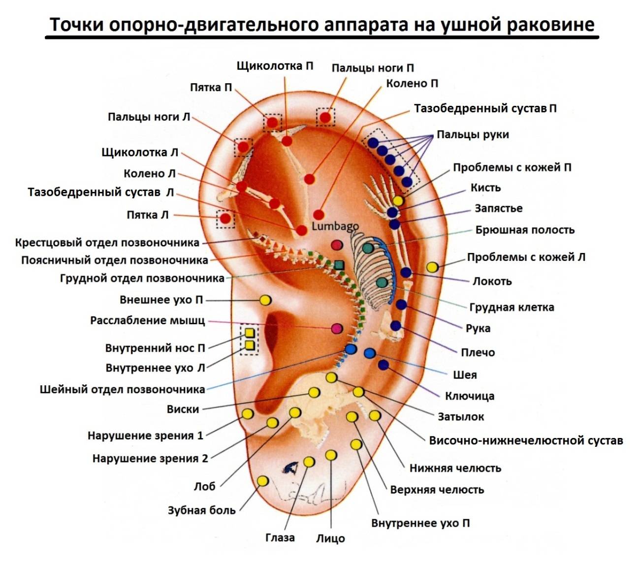 Прокол ушей схема точек