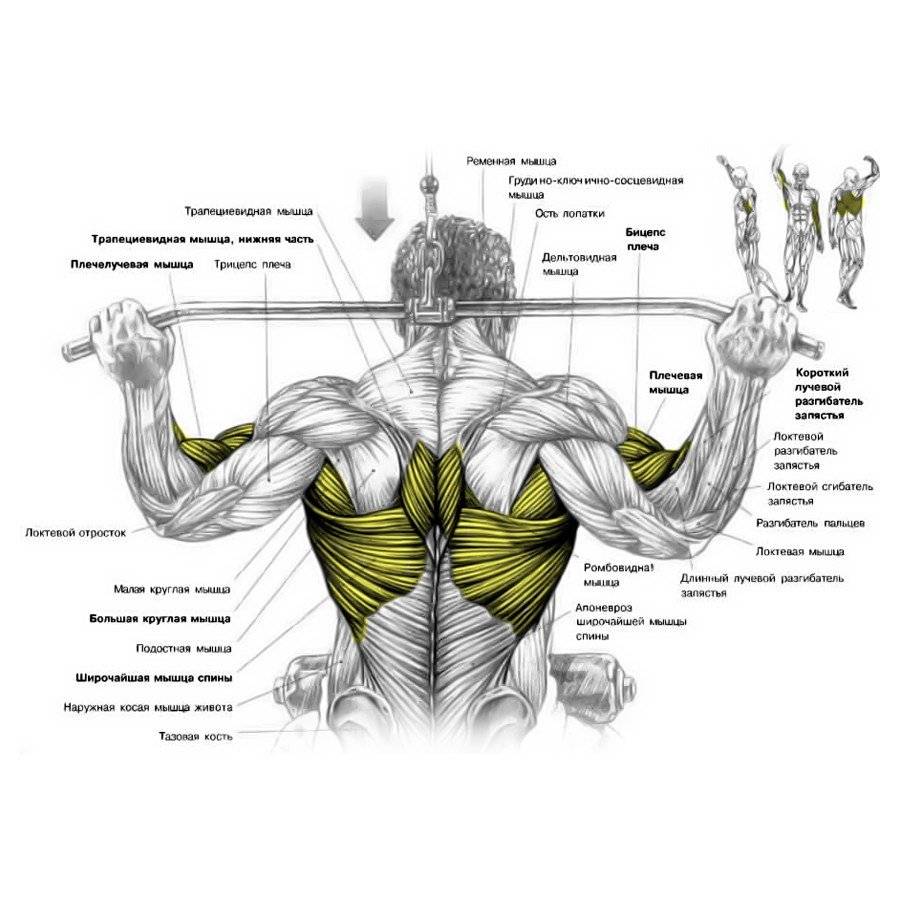 Тренировка мышц спины в тренажерном зале