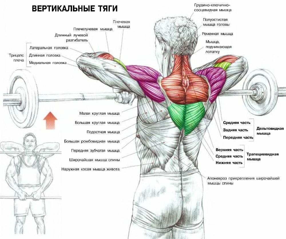 Широкая спина упражнения в зале. Упражнения на дельтовидные мышцы со штангой. Упражнения для прокачки широчайшей мышцы спины. Прокачка широчайших мышц спины в тренажерном зале. Упражнение с штангой на спину широчайшие мышцы спины.