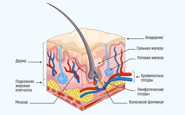 Кровеносные сосуды в каком слое кожи. Дерма потовая железа кожа клетки. Строение дермы кожи человека. Строение потовой железы кожи человека. Эпидермис дерма подкожная клетчатка.