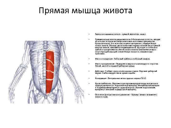 Брюшной на латыни. Поперечная мышца живота иннервация. Функции прямой мышцы живота анатомия. Функция прямой мышцы живота (m. rectus abdominis):. Поперечная мышца живота кровоснабжение.