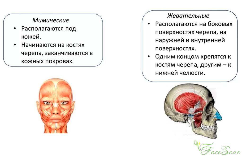 Функции лица. Мышцы головы мимические и жевательные строение и функции. Мышцы головы жевательные и мимические мышцы. Мышцы головы жевательные мышцы функции. Функции мимических мышц головы.