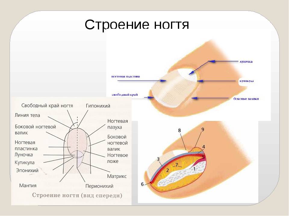 Строение ногтя человека схема