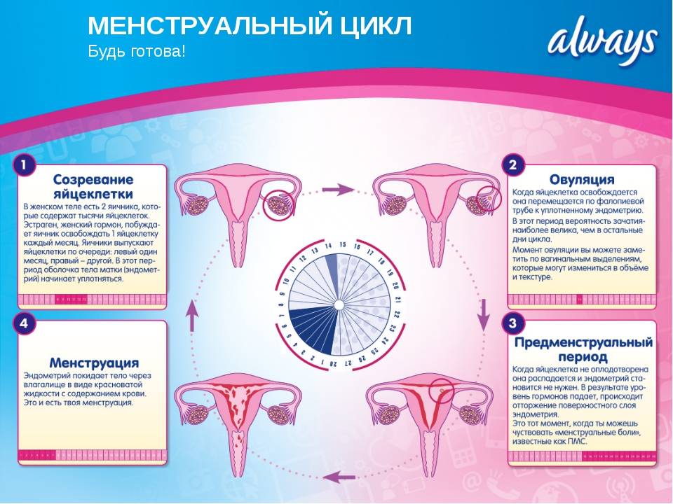 Почему вторую неделю. Памятка по ведению менструального цикла. Менструальный цикл. Цикл менструационного цикла. Месячные цикл.
