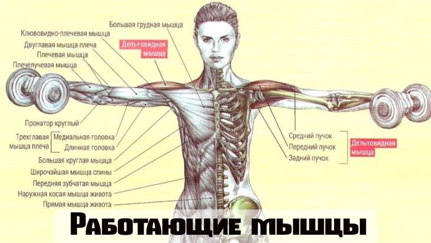 Махи гантелей в стороны какие мышцы. Упражнения на клювовидную мышцу. Махи гантелями в стороны техника. Задний пучок дельтовидной мышцы упражнения. Клювовидно-плечевая мышца упражнения.