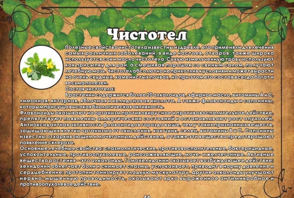 Лечебные и полезные свойства чистотела и противопоказания