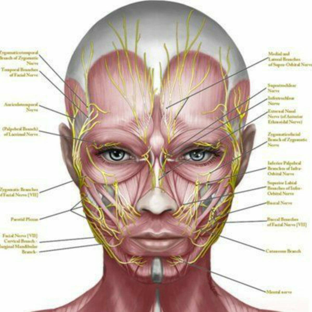 Нервы на лбу. Мышцы лица и шеи анатомия для косметологов. Анатомия лица мышцы нервы сосуды. Иннервация лица анатомия для косметологов. Расположение мышц на лице.