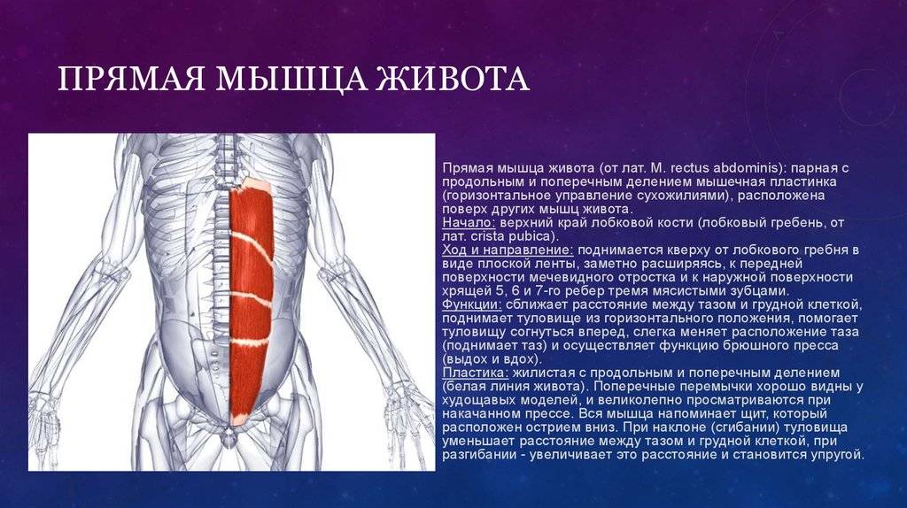 Прямая мышца где. Rectus abdominis мышца. Прямая мышца живота. Функции прямой мышцы живота. Крепление прямой мышцы живота.
