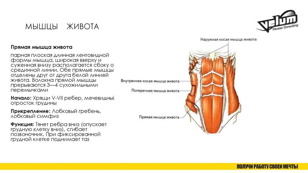 Прямая мышца где. Прямая мышца живота (3 сухожильных перемычки). Функции прямой мышцы живота анатомия. Точки крепления прямой мышцы живота.