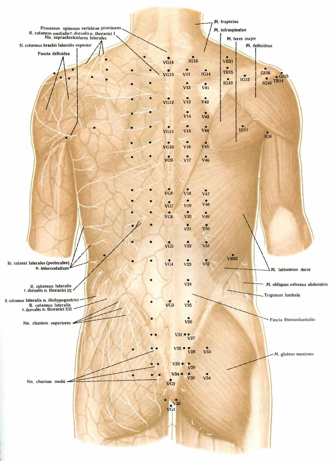 Точечный массаж от боли в спине с 1000-летней историей
