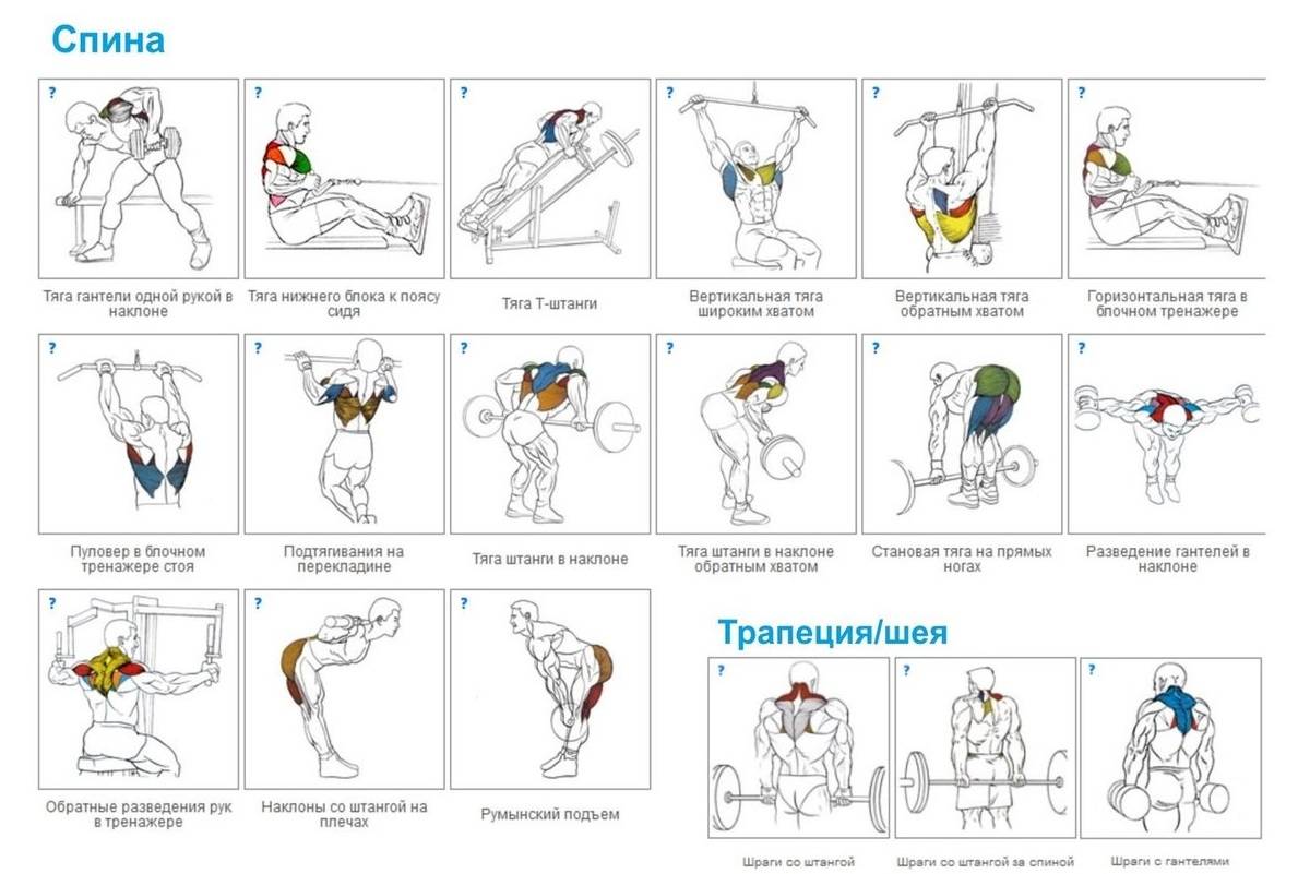 План тренировок на спину