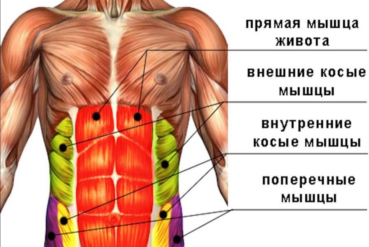 Сильные мышцы живота. Мышцы живота анатомия человека. Брюшной пресс мышцы анатомия. Строение брюшной мышцы. Мышцы брюшного пресса анатомия мужчины.