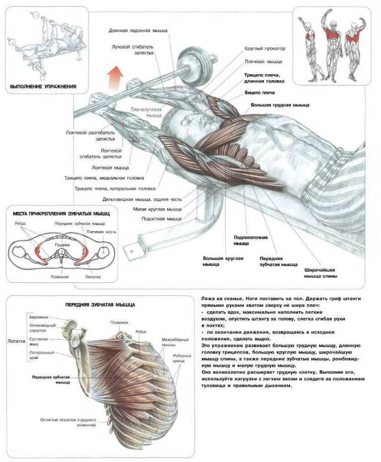 Как накачать грудные мышцы схема