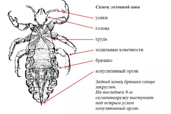 Головная вошь рисунок строение