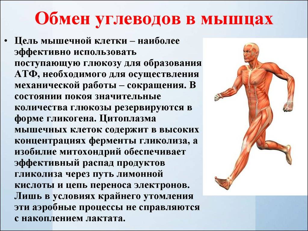 Эксцентрический режим мышцы. Обмен углеводов в мышцах. Мышечная активность. Особенности обмена углеводов в мышечной ткани. Особенности обмена углеводов в скелетных мышцах.