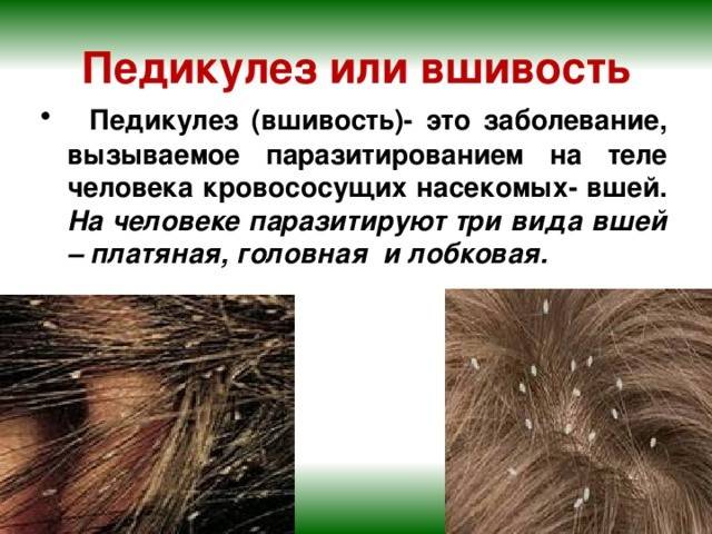 Педикулез карта. Педикулез волосистой части головы. Педикулез симптомы педикулеза. Педикулез это заболевание кожи.