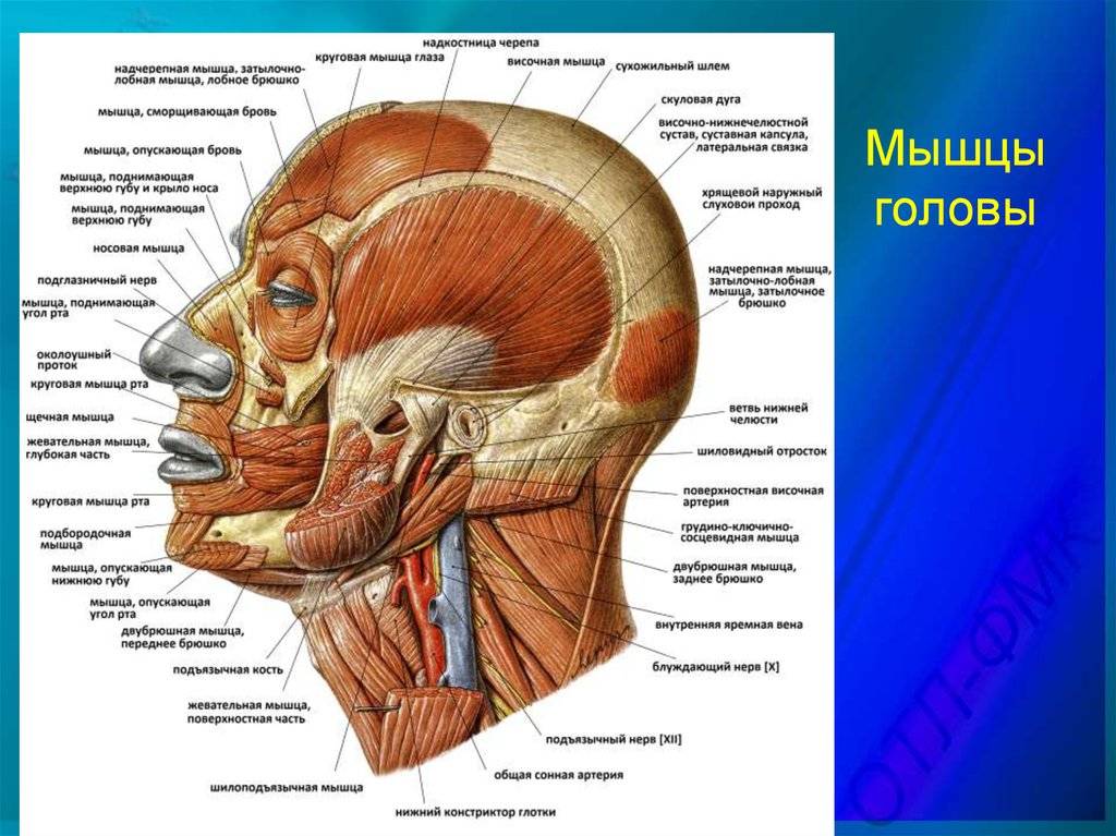 Затылок описание. Анатомия черепа человека мышцы головы и шеи. Мышцы лица сбоку анатомия. Строение лица человека сбоку.