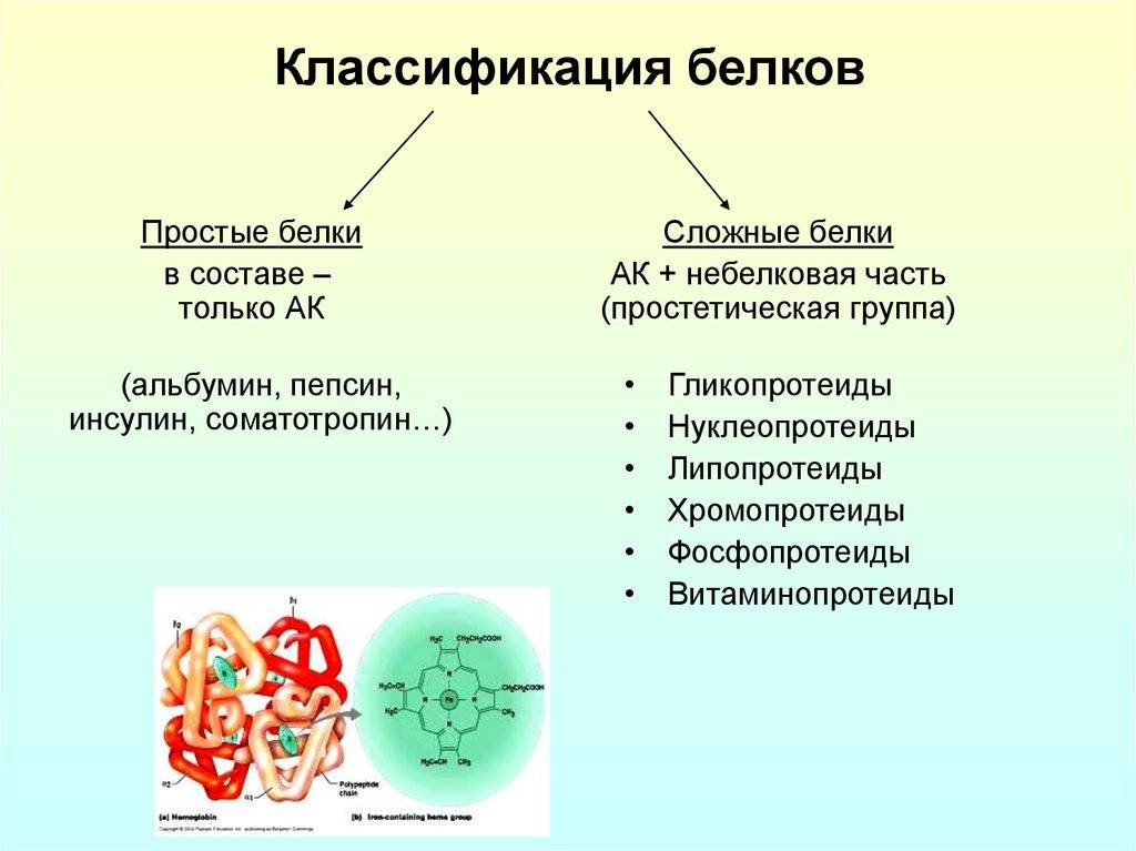 Основные группы белков