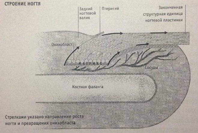 Онихобласты. Строение ногтевой пластины Матрикс. Строение ногтя дорсальный слой. Слои ногтя дорсальный вентральный. Строение ногтя чешуйки.