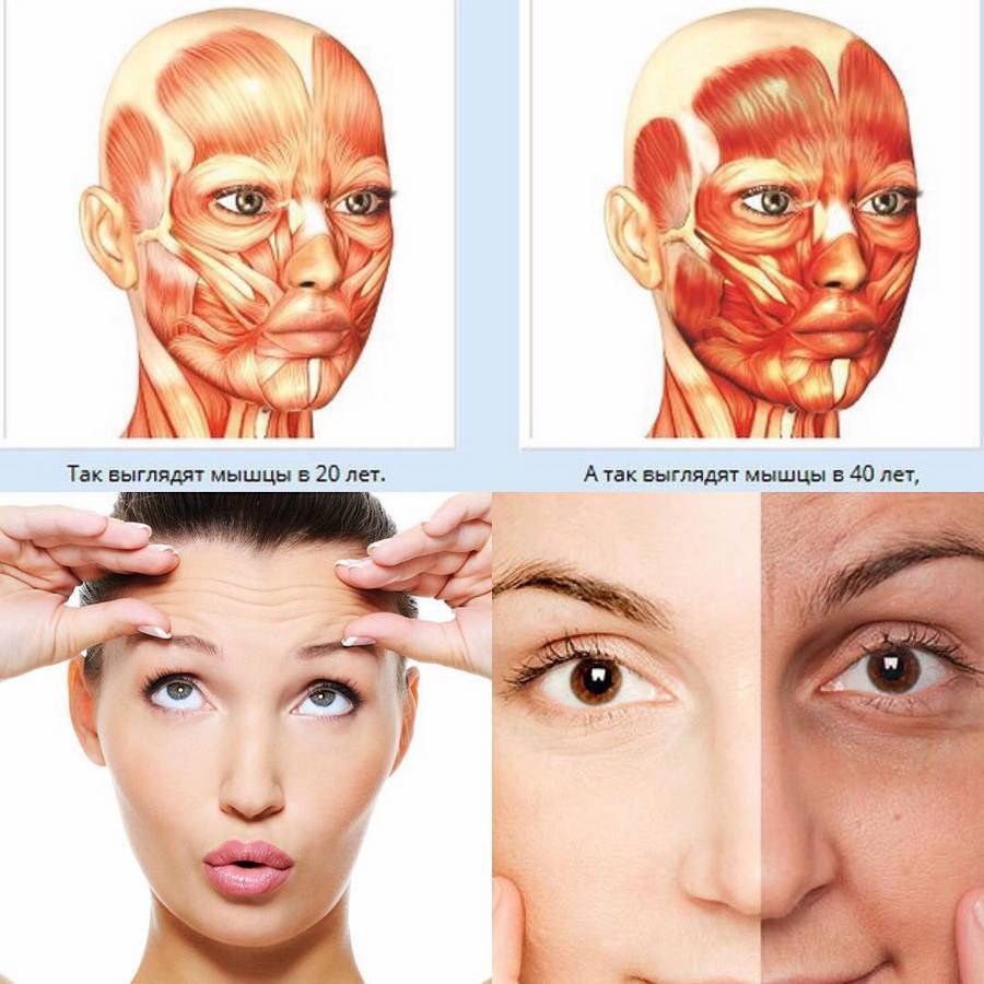 Косметология мышцы. Мышцы лица. Мышцы лица человека. Упражнения для лицевых мышц. Гипертонус лицевых мышц.
