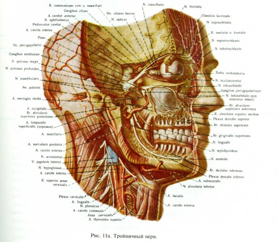Анатомия тройничного нерва атлас. Троичный нерв анатомический атлас. Иннервация челюстно-лицевой области тройничный нерв. Мышцы нижней челюсти и шеи анатомия. Лицевой нерв челюсти