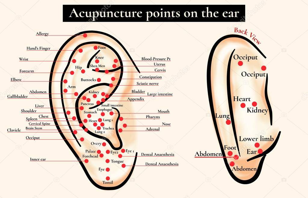 Точка тин. Акупунктурные точки ушной раковины. Биологически активные точки на ушной раковине. Акупунктурные точки на ухе человека схема. Схема ушной раковины человека для акупунктуры.