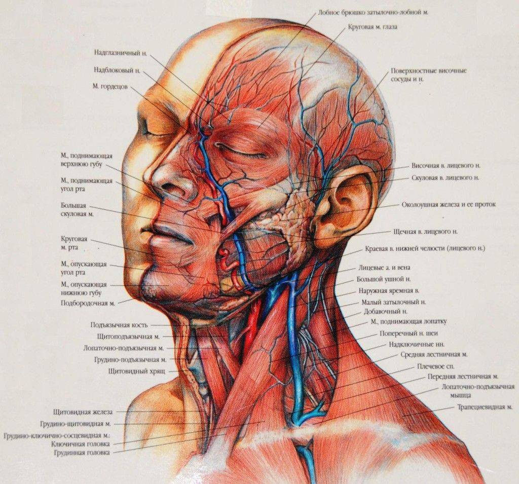Мышцы головы и шеи анатомия затылок