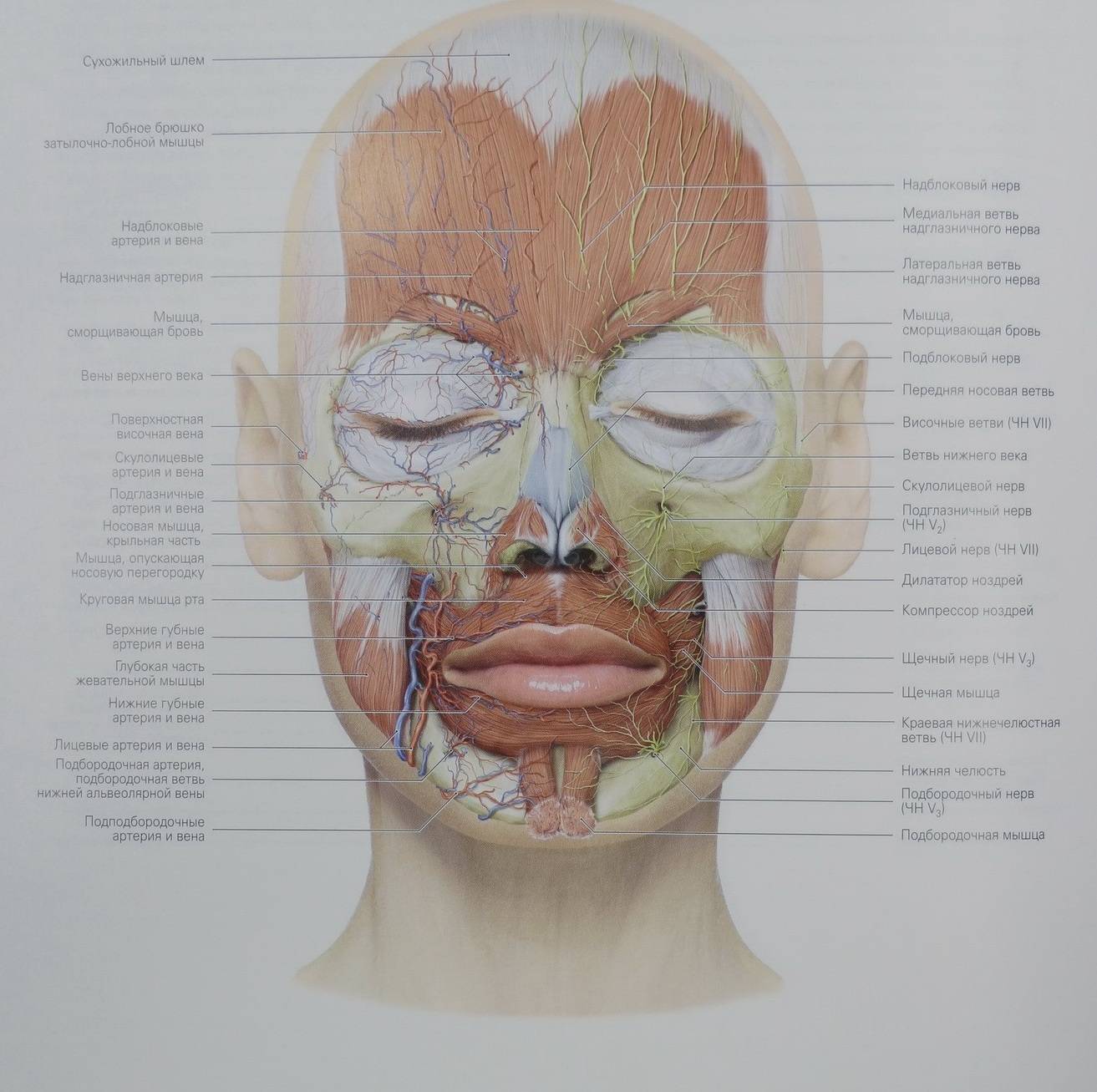 Косметология мышцы. Иннервация мышц лица анатомия. Анатомия лица человека сосуды и нервы мышцы. Иннервация лица анатомия для косметологов. Анатомия сосуды и нервы лицалица.