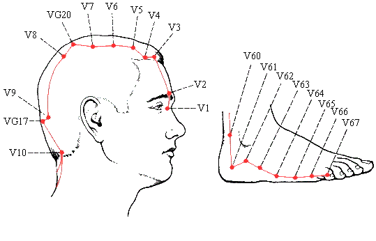 V точку. Меридиан мочевого пузыря точки акупунктуры. Точка v10 Тянь-Чжу. V67 точка акупунктуры. Акупунктура мочевой пузырь точки.