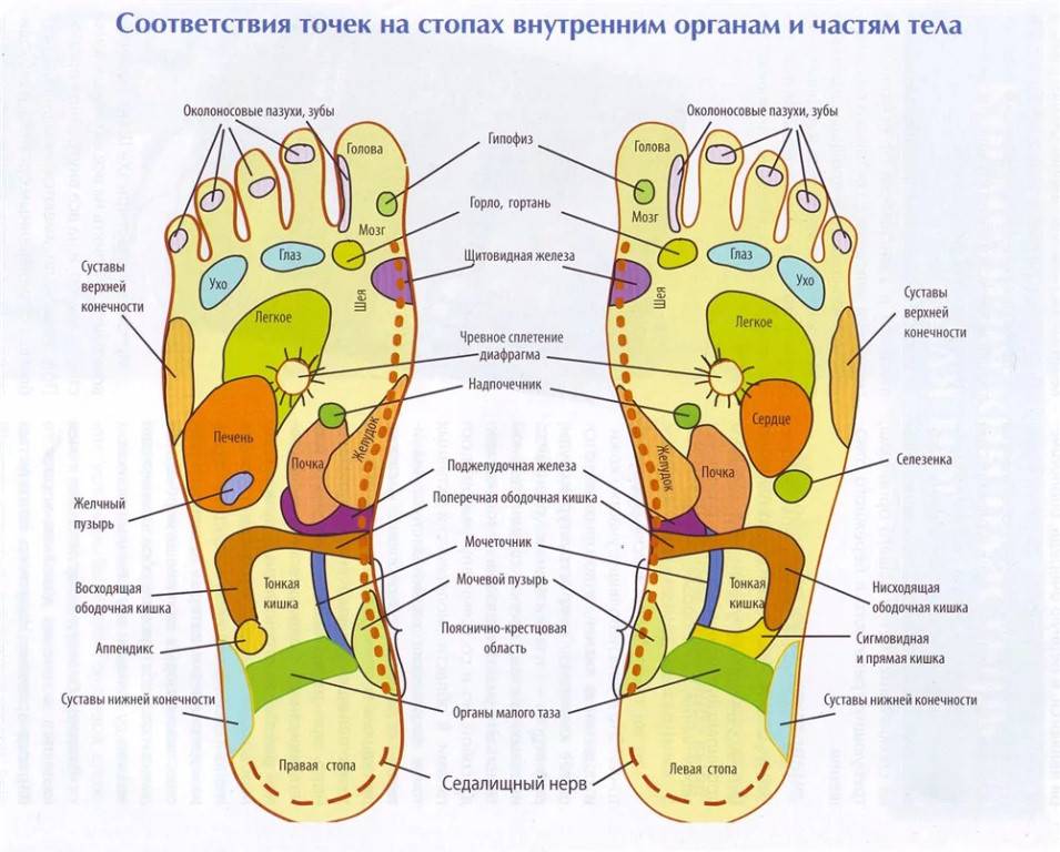 Схемы расположения органов и руководство по поиску лечебных точек