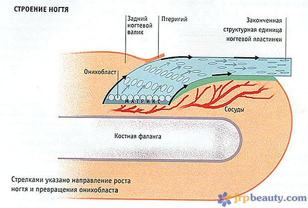 Схема ногтевого аппарата