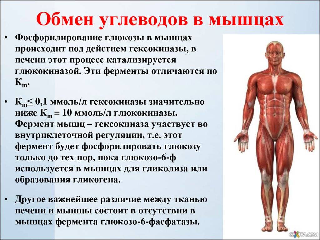 Какое количество мышц у человека. Молочная кислота в мышцах. Особенности обмена углеводов в мышцах. Особенности обмена углеводов в мышечной ткани. Углеводы для мышц.