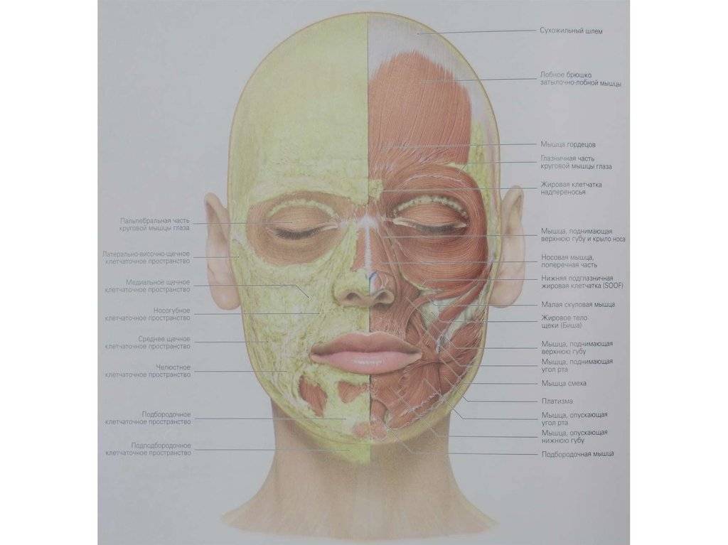 Мягкие ткани лица. Мышцы лица послойная анатомия. Жировые КОМПАРТМЕНТЫ на лице анатомия. Подкожно жировая клетчатка лица анатомия. Строение жировых пакетов лица.