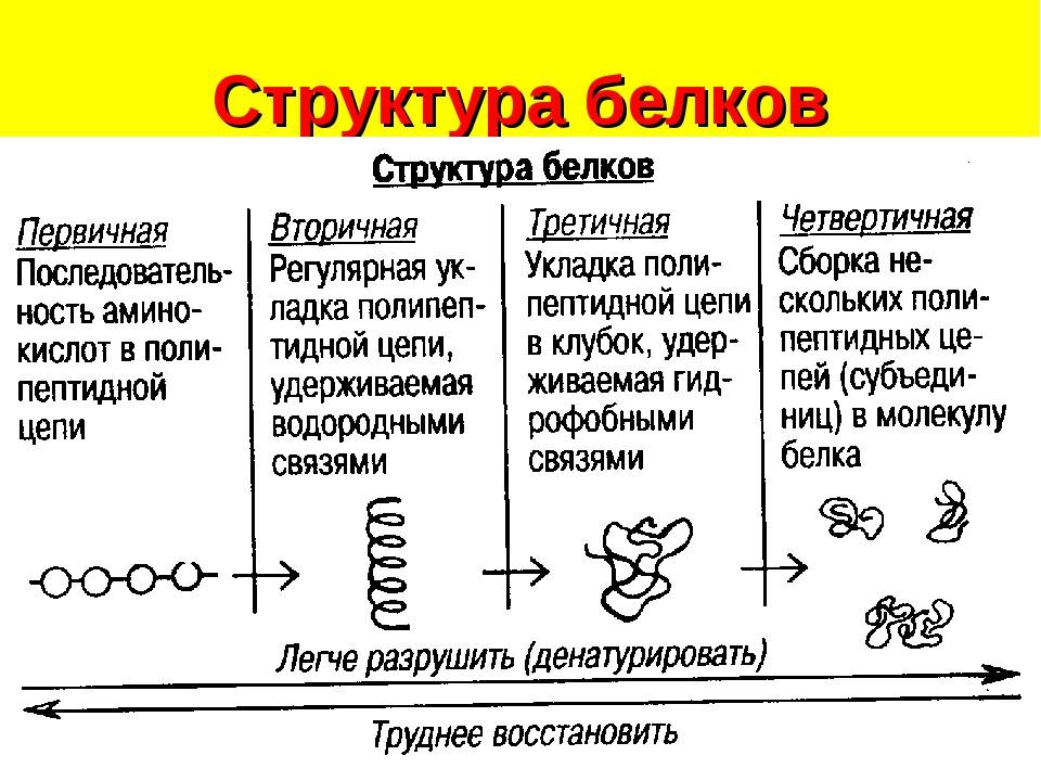 Белки являются соединениями. Строение и структура белков. Первичная структура белка связи. Структуры белка кратко. Белки структура белков химические свойства биологические функции.