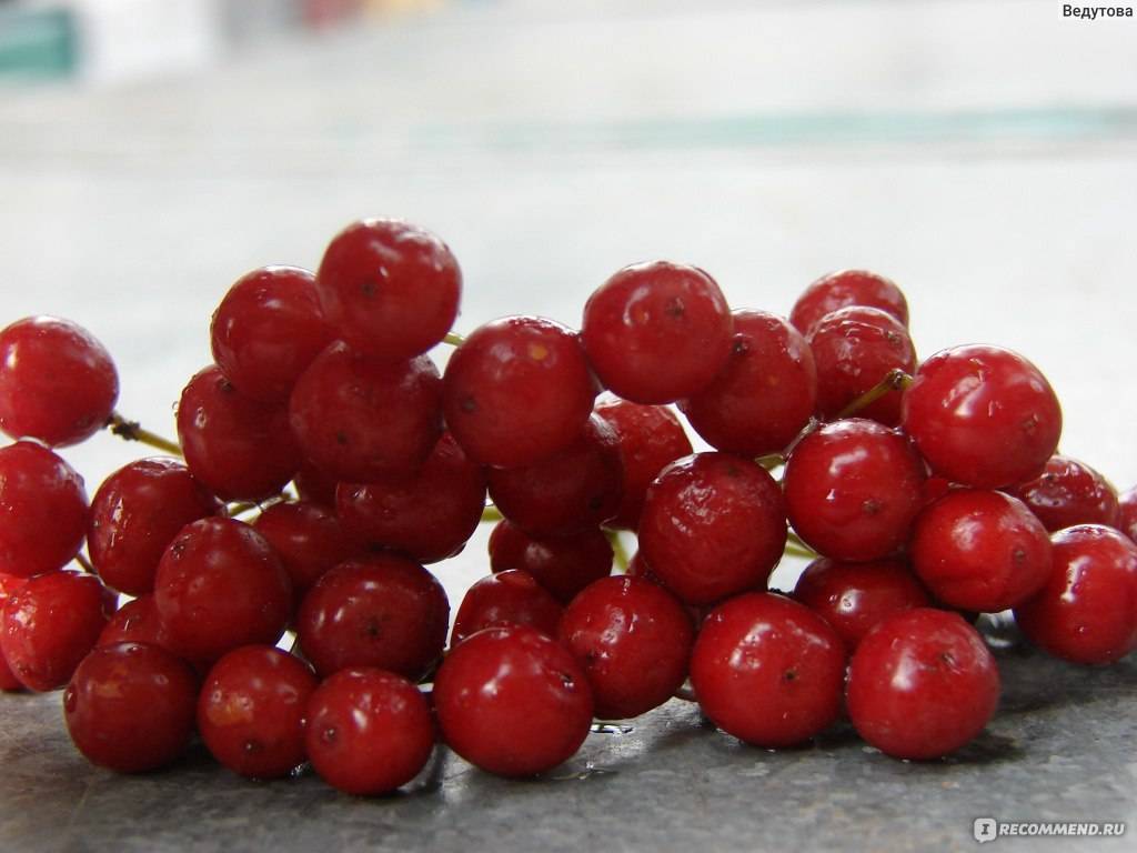 Маска для волос из калины - все о росте волос