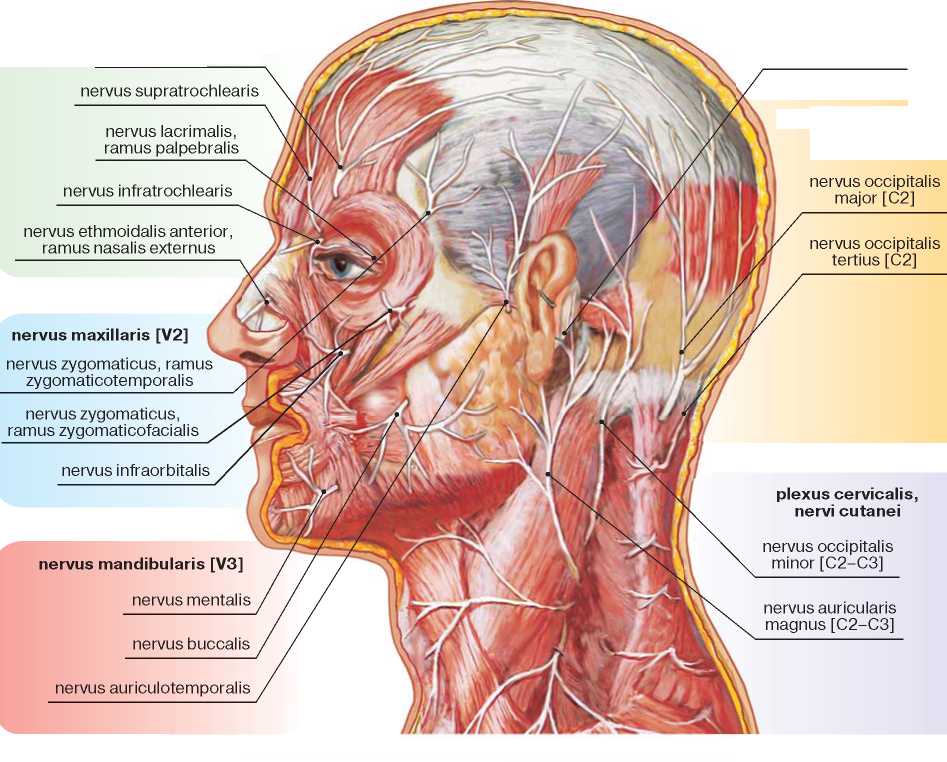Где у человека лоб. Лицевой нерв анатомия схема для косметологов. Анатомия нервов головы. Анатомия нервов головы и шеи. Нервы головы человека анатомия.