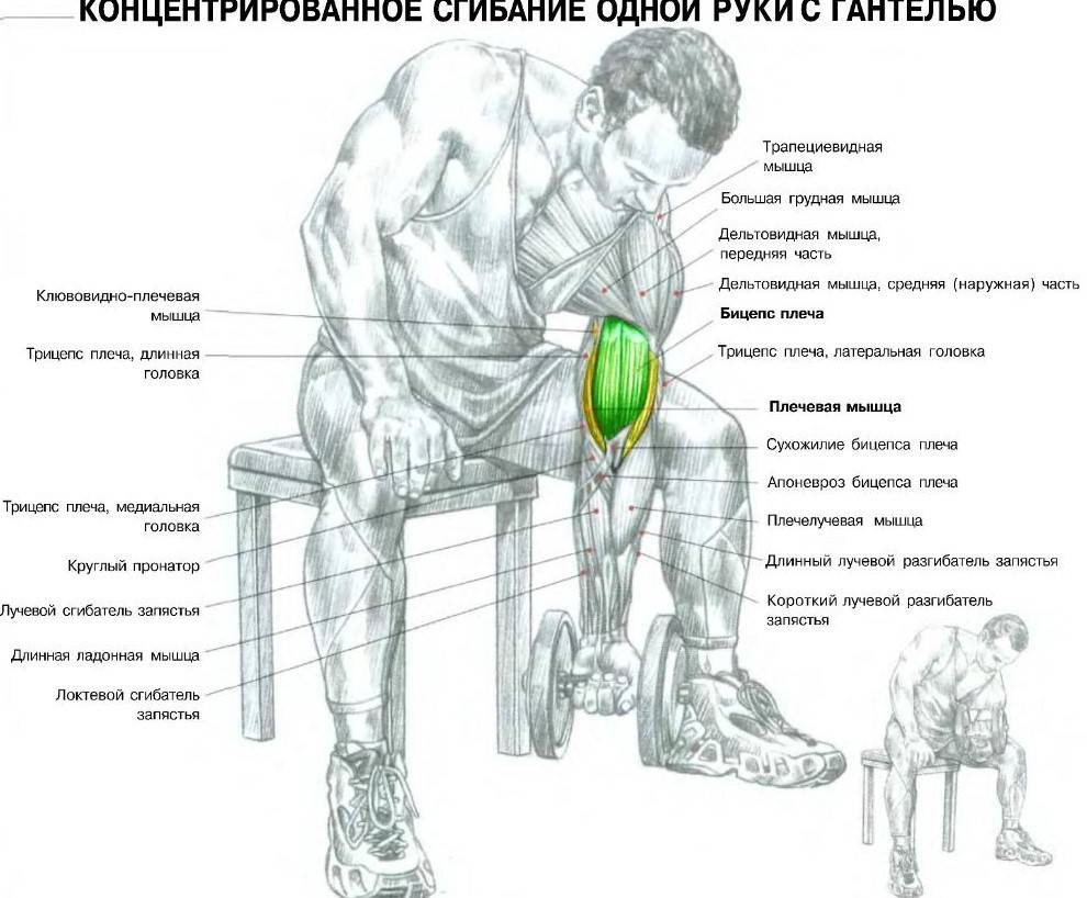 Как накачать руки в домашних условиях с гантелями и без тренажеров