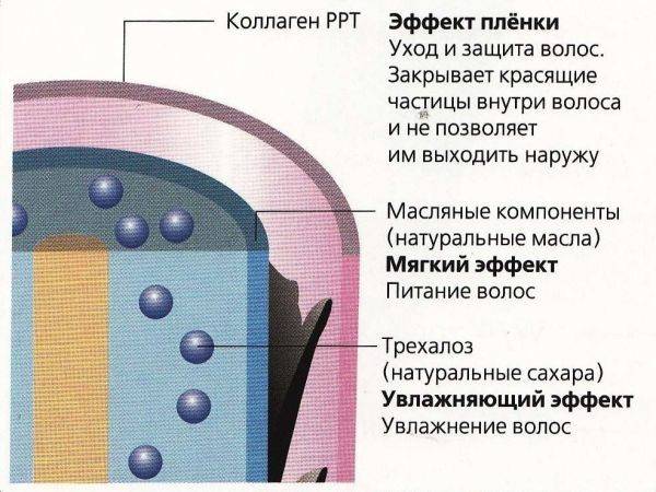 Структура волоса окрашивание волос